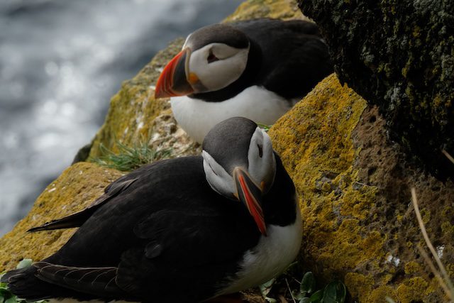 Islanda - puffins