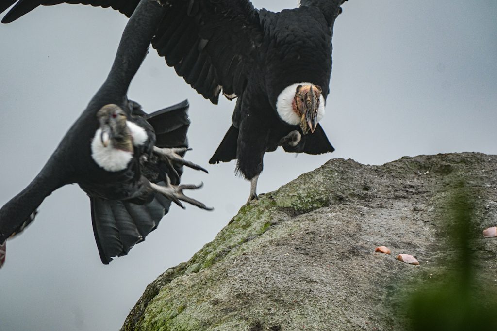 Itinerario in auto in Colombia di 9 giorni: un onesto resoconto