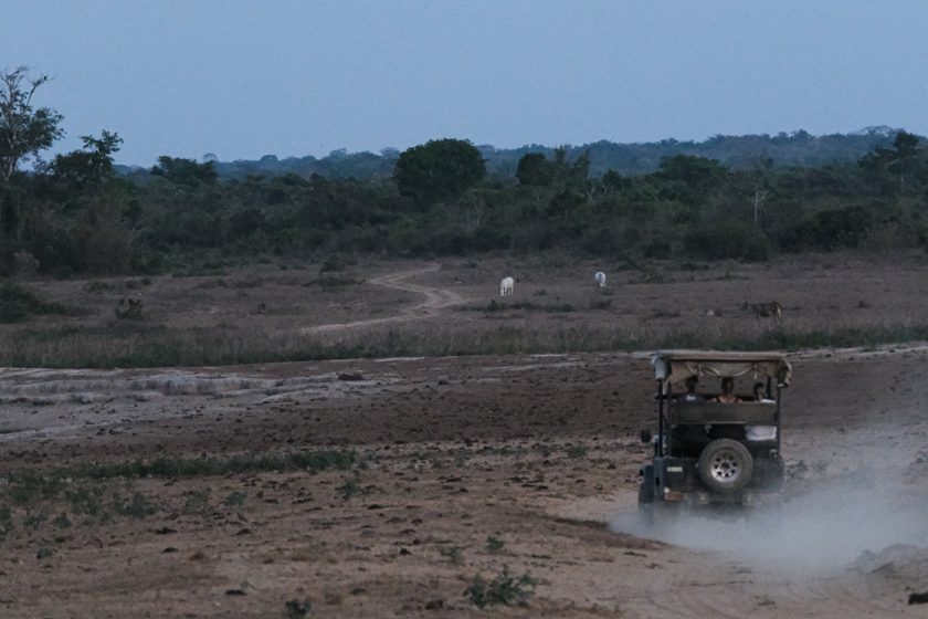 Hato La Aurora: quattro giorni nei Llanos orientali, tra savana, safari e silenzi